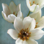 Janel Pahl art print