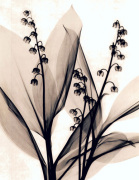 Judith McMillan art print