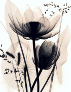 Judith McMillan art print