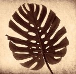 Judy Mandolf art print