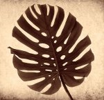 Judy Mandolf art print