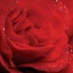 Anonymous art print