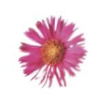 Tasmin Phoenix art print