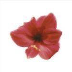 Tasmin Phoenix art print