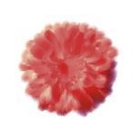 Tasmin Phoenix art print
