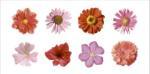 Tasmin Phoenix art print