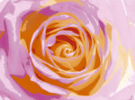 Tasmin Phoenix art print