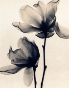 Judith McMillan art print