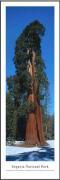 James Blakeway art print
