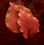 Michael Macdolfo art print