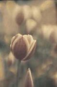 Thea Schrack art print