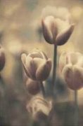 Thea Schrack art print