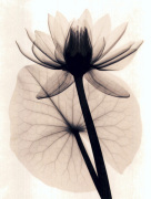 Judith McMillan art print