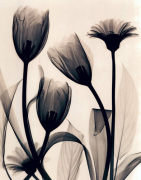 Judith McMillan art print