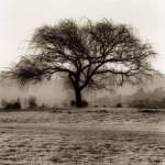 Alan Blaustein art print