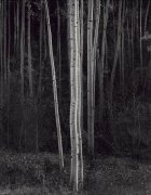 Ansel Adams art print