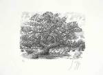 Guenter Grass art print
