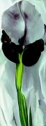 Georgia O'Keeffe art print