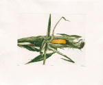 Robert C. Rore art print