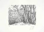 Guenter Grass art print