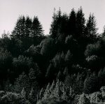 Ansel Adams art print