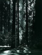 Ansel Adams art print