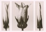Karl Blossfeldt art print