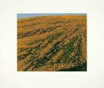 Michael Rausch art print