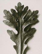 Karl Blossfeldt art print