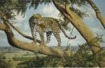 Anthony Gibbs art print