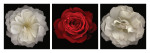 Tony Stuart art print