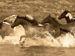 Robert Dawson art print