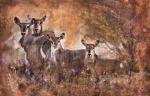 Marta Wiley art print