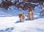 John Banovich art print