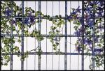 Louis C. Tiffany art print