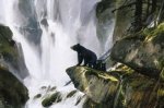Michael Coleman art print