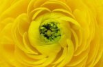 Barbara Bordnick art print