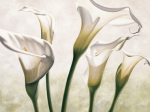 Eva Barberini art print