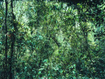 Thomas Struth art print