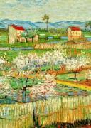 Pechers en fleurs art print