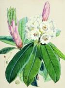 Joseph Hooker art print