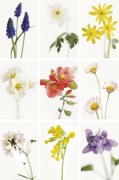 Deborah Schenk art print
