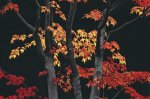 Allan Zee art print