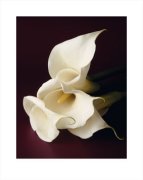 Deborah Schenk art print
