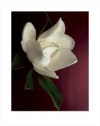 Deborah Schenk art print