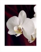Deborah Schenk art print