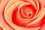 Rosseforp art print