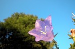 Rosseforp art print