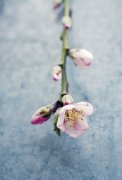 Am�lie Vuillon art print