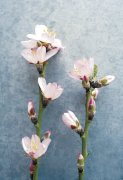 Am�lie Vuillon art print